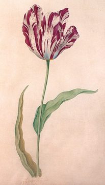 Il Semper Augustus, il tulipano venduto al prezzo più alto di sempre.
