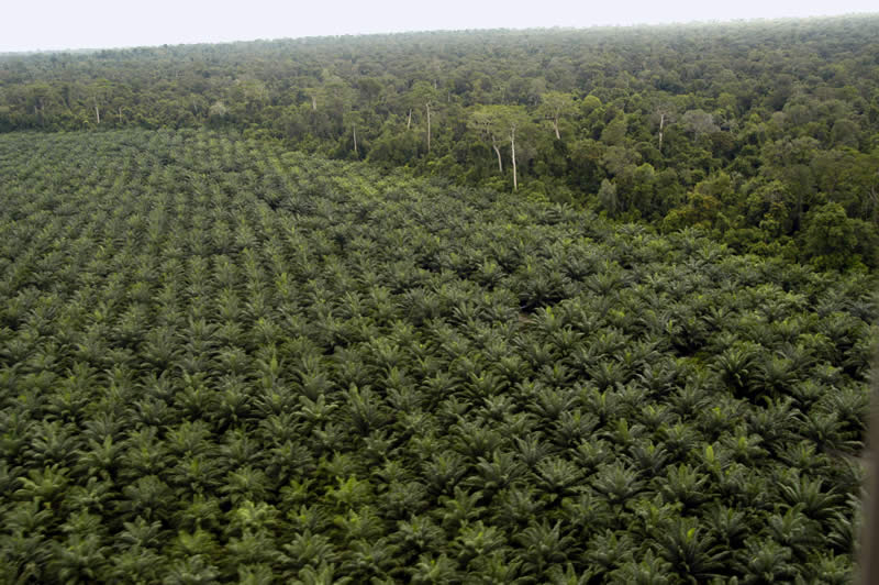 Una piantagione di palma da olio in Indonesia.