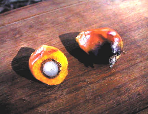 Un frutto della palma da olio.
