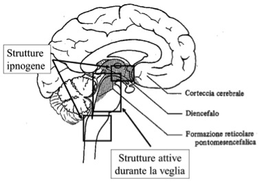 http://www.riposoesalute.com/magazine/neurofisiologia-del-sonno-102