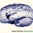 Neuropsicologia -seconda parte-