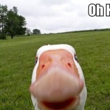 duck-funny-picture