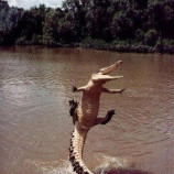 aligatore gasato