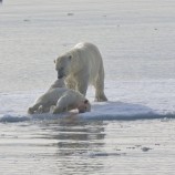 Orso-polare-nellArtico-3