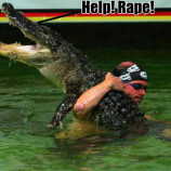 the-truth-of-alligator-wrestling_o_1086708